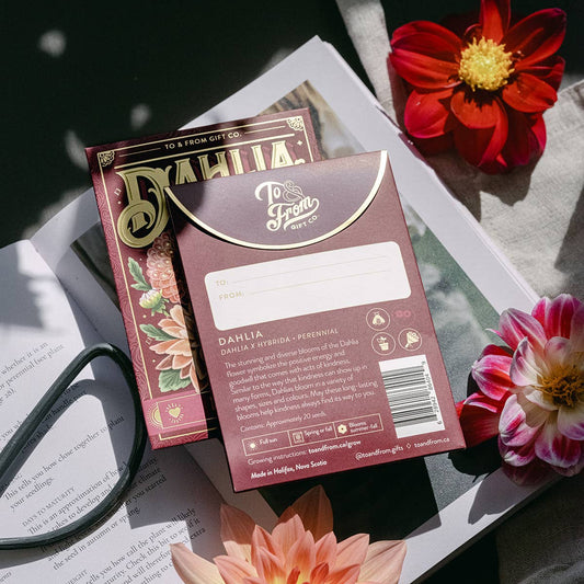 Dahlia (Kindness)—Floriography Seed Packet