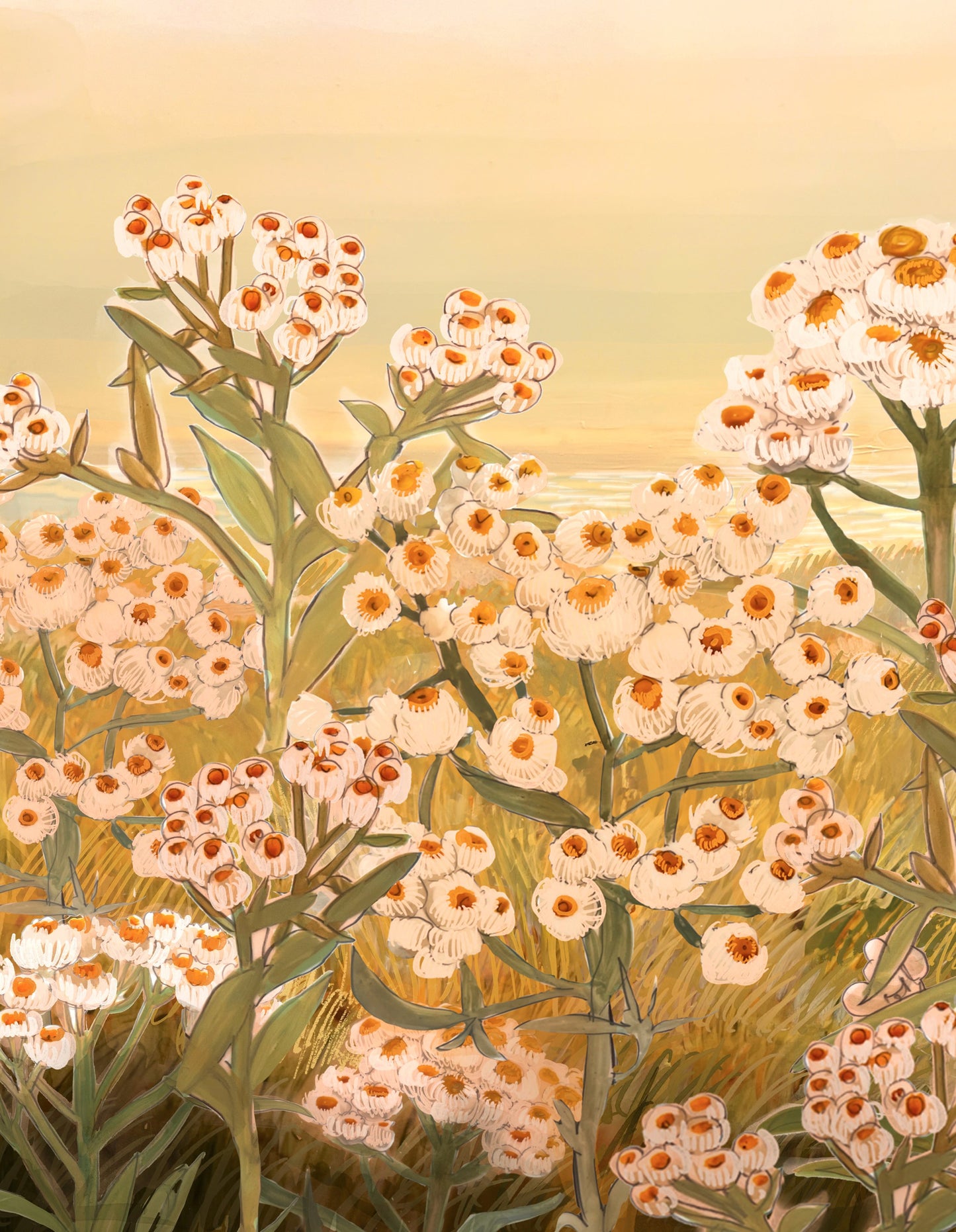 Pearly Everlasting - Art Print