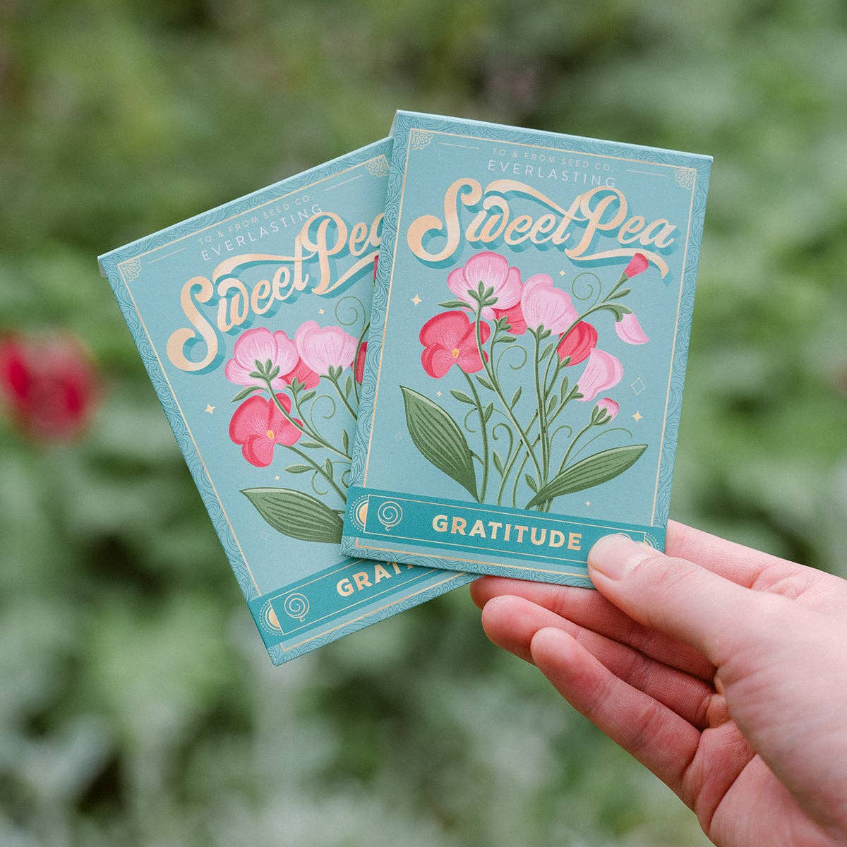 Sweet Pea—Floriography Seed Packet (Gratitude)