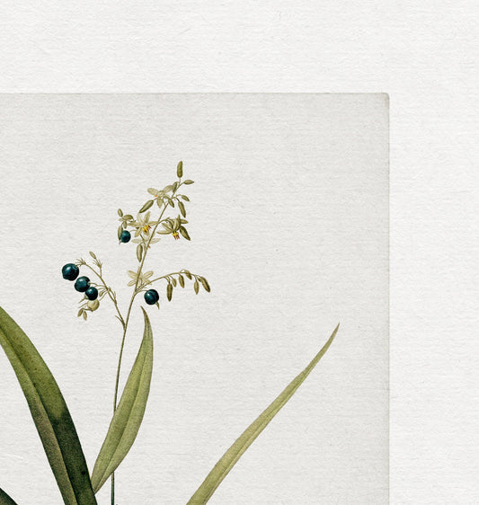 Vintage Botanical Art Print l