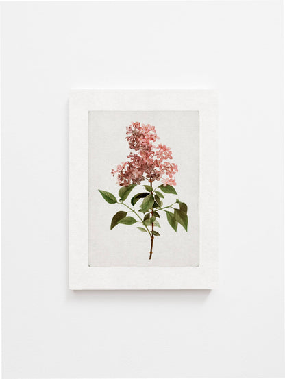 Vintage Botanical Art Print ll