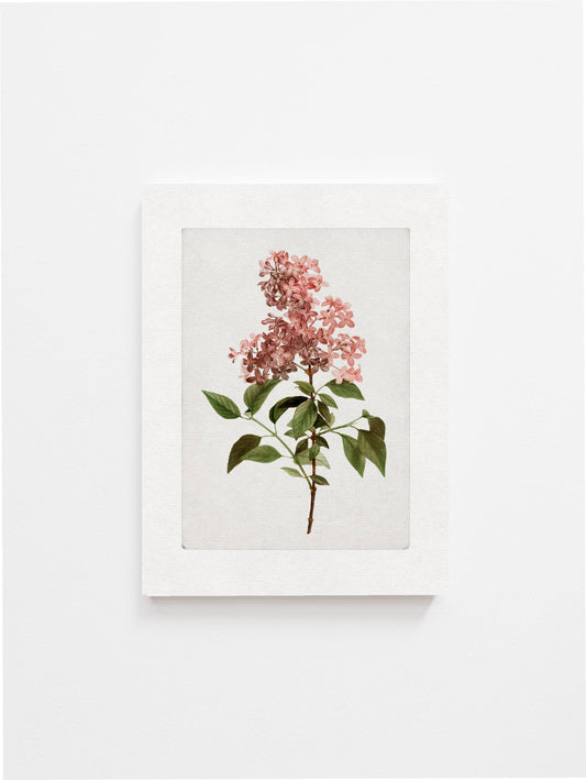 Vintage Botanical Art Print ll