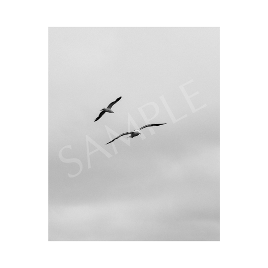 I'm a Bird, Your a Bird Art Print—8x10