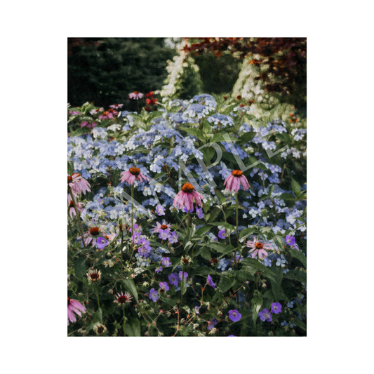 Gathering Colour Art Print—8x10