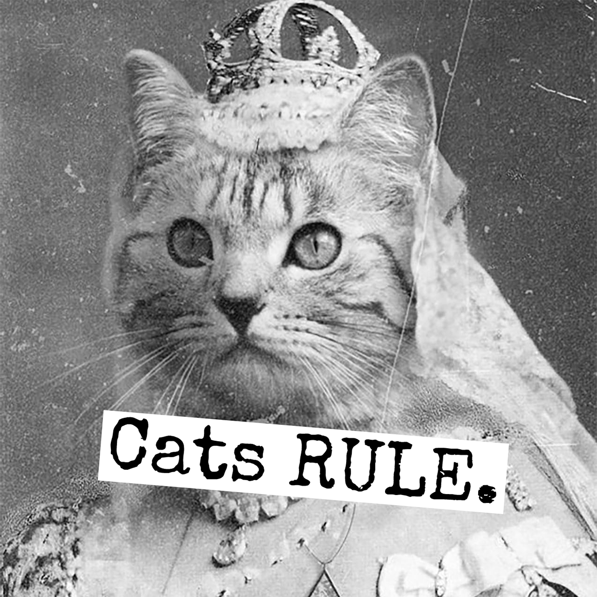 Magnet: Cats RULE